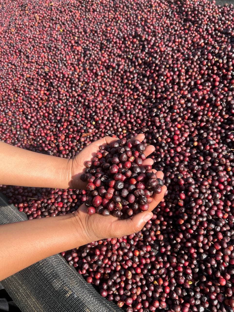 Two cupped hands lifting a mound of freshly harvested red coffee cherries above a full drying bed