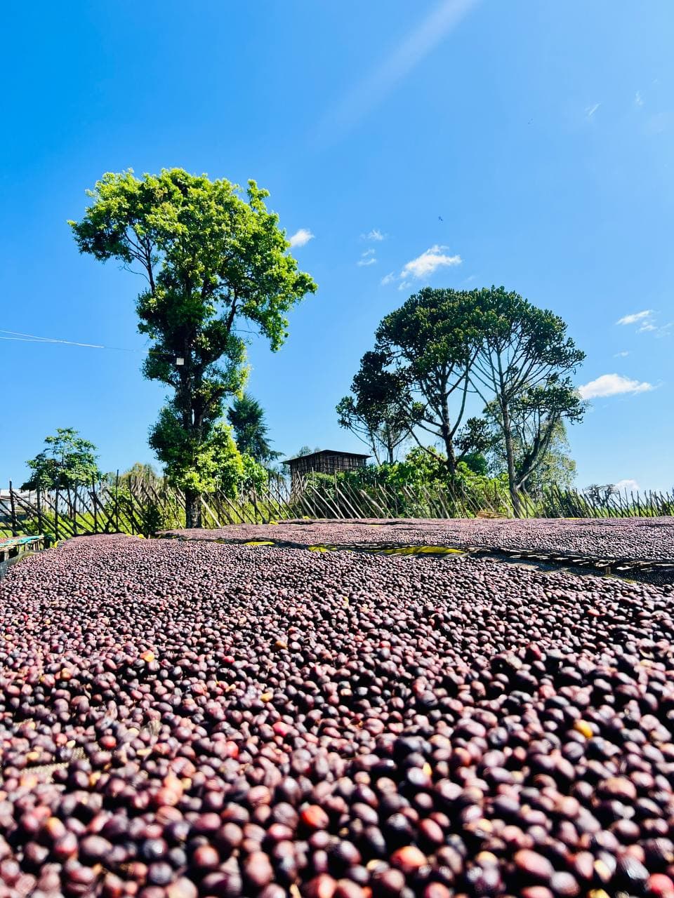 Rows of coffee drying beds stretching toward a treeline under a clear highland sky