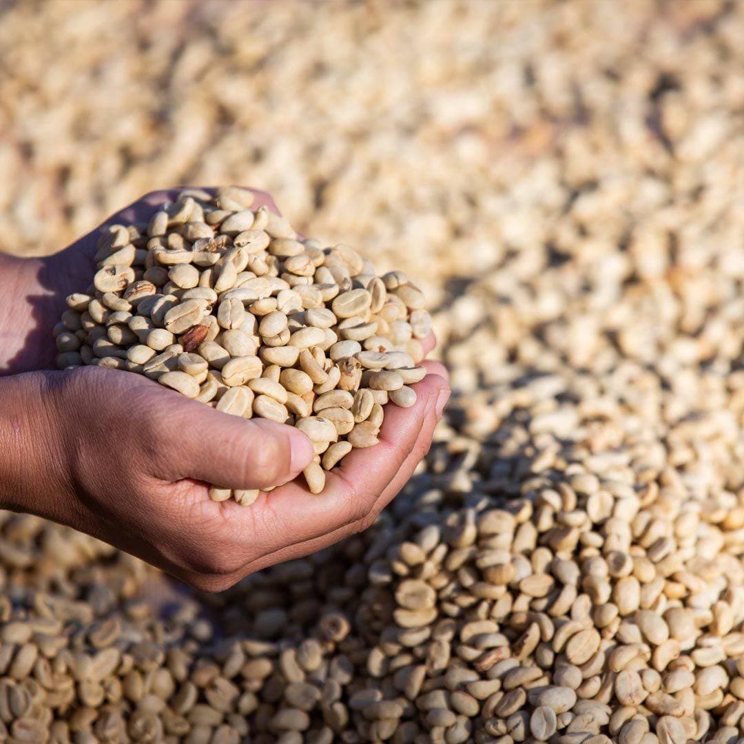 A single hand holding a heap of pale green unroasted coffee beans