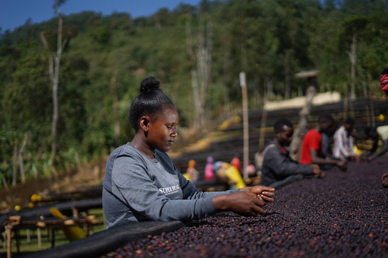 A worker hand-sorting coffee cherries at a long raised drying bed, with more of the team working further down the row