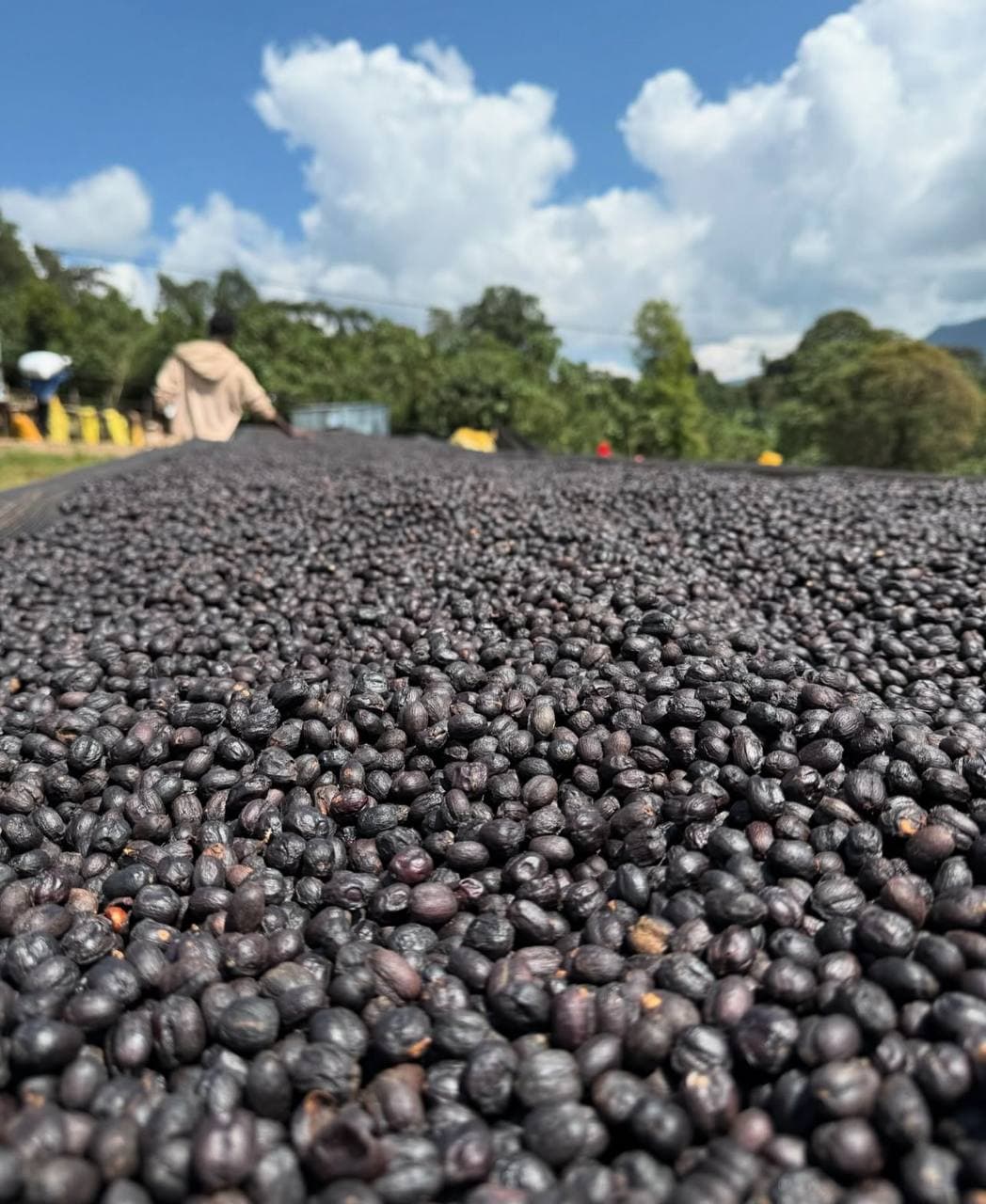A deep mound of dark natural-process coffee cherries heaped on a drying bed under an open sky