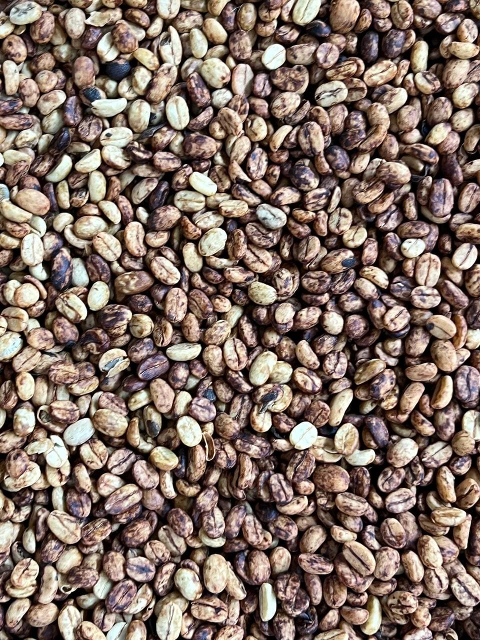 Close view of dried coffee in parchment, showing pale husks mixed with darker natural-process beans