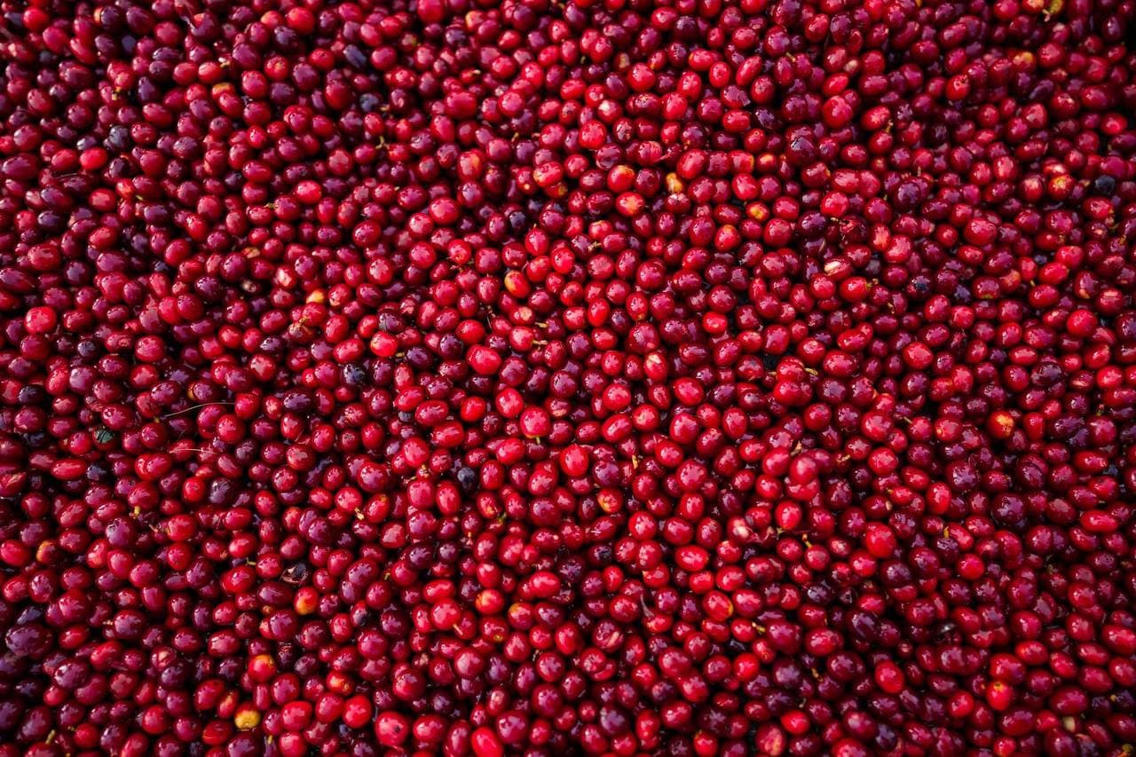 A wide field of vivid red coffee cherries spread evenly across a drying surface