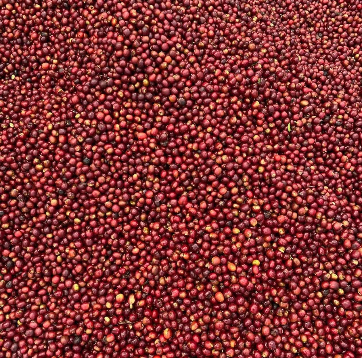 Close overhead view of thousands of red and amber coffee cherries drying in a single dense layer