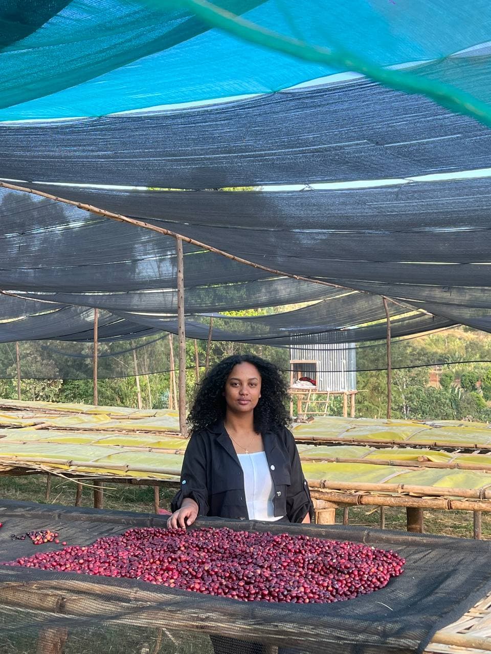 A worker standing beneath a blue shade net, tending coffee cherries laid out on covered drying tables