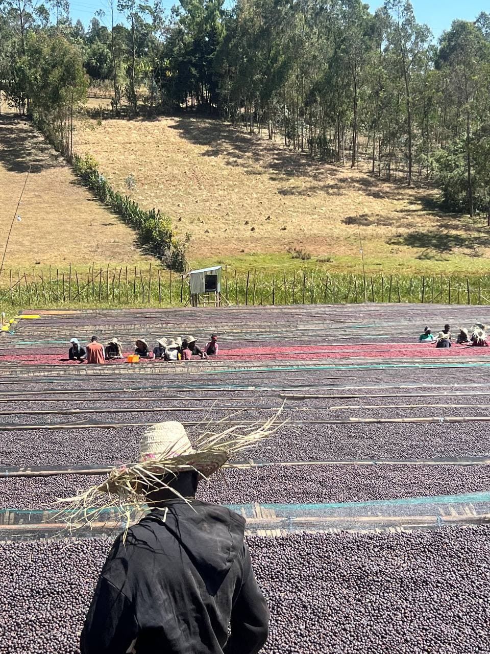 Drying beds at the Lalo washing station
