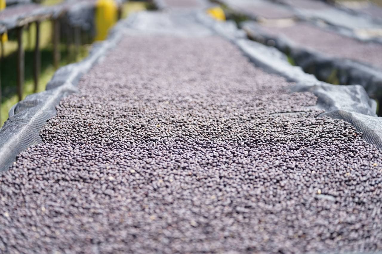 A raised drying bed heaped with coffee in parchment, receding into soft focus along the row